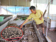 Tin tức - Nuôi loài vật tí hon lại kêu vang nhà, anh nông dân ở Vĩnh Long nhẹ nhàng thu lãi 500 triệu đồng/năm