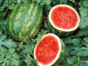 Sức khỏe - Quả dưa hấu sủi bọt là tự nhiên hay do “ngậm” hóa chất? Nghe lý giải của chuyên gia khiến ai cũng yên tâm