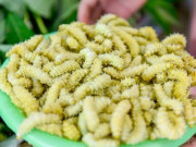 Sức khỏe - Đặc sản nổi tiếng chỉ có ở Phú Thọ, nhìn sợ hãi nhưng vô cùng ngon ngọt, cải thiện gan nhiễm mỡ, chống còi xương cho trẻ