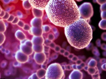 Người đầu tiên ở Hà Nội tử vong vì liên cầu lợn năm 2024