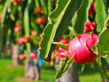 Loại quả tế bào ung thư rất sợ, có thể chín 2 lần, thấy điểm này thì mua về ăn, không lo nhiễm hóa chất