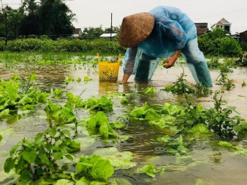 Rau củ ngâm nước lũ có sử dụng được không? Đồ ăn nào tưởng tiện lợi nhưng dễ gây hại cho sức khỏe?