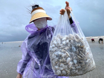Lộc biển dạt trắng bờ, dân ra nhặt từng tải về ăn