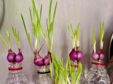 Tại sao ung thư lại rất sợ 3 nguyên liệu bình dân này? Đây là lý do