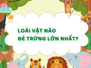 Nuôi con IQ EQ - Câu đố bố mẹ bó tay mà con lại biết: Loài vật nào đẻ trứng lớn nhất?
