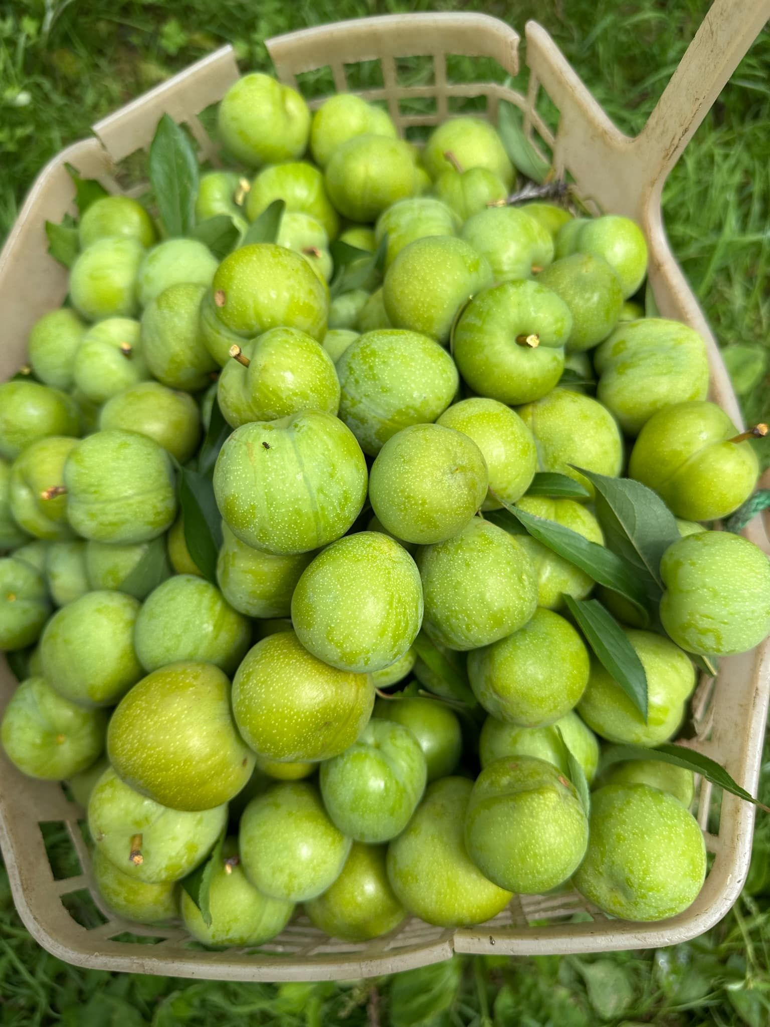 Mận xanh róc hạt đang được rao bán trên thị trường từ 25.000 - 50.000 đồng/kg, đắt hơn so với mận hậu tím.