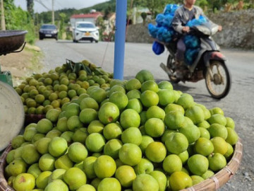 Thực hư về nguồn gốc loại mận róc hạt đang bán đầy thị trường