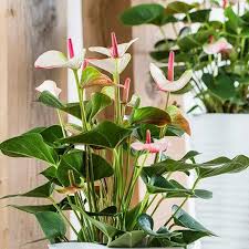Người mệnh Hỏa và Thổ nếu sở hữu cây này, dễ phát triển sự nghiệp, thu hút cơ hội làm ăn và may mắn