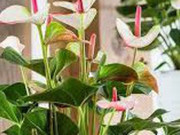 Nhà đẹp - Người mệnh Hỏa và Thổ nếu sở hữu cây này, dễ phát triển sự nghiệp, thu hút cơ hội làm ăn và may mắn