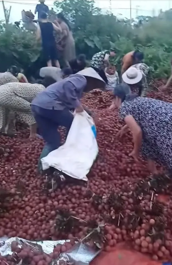 Hình ảnh người dân nhặt quả vải ven đường. Ảnh: TTO