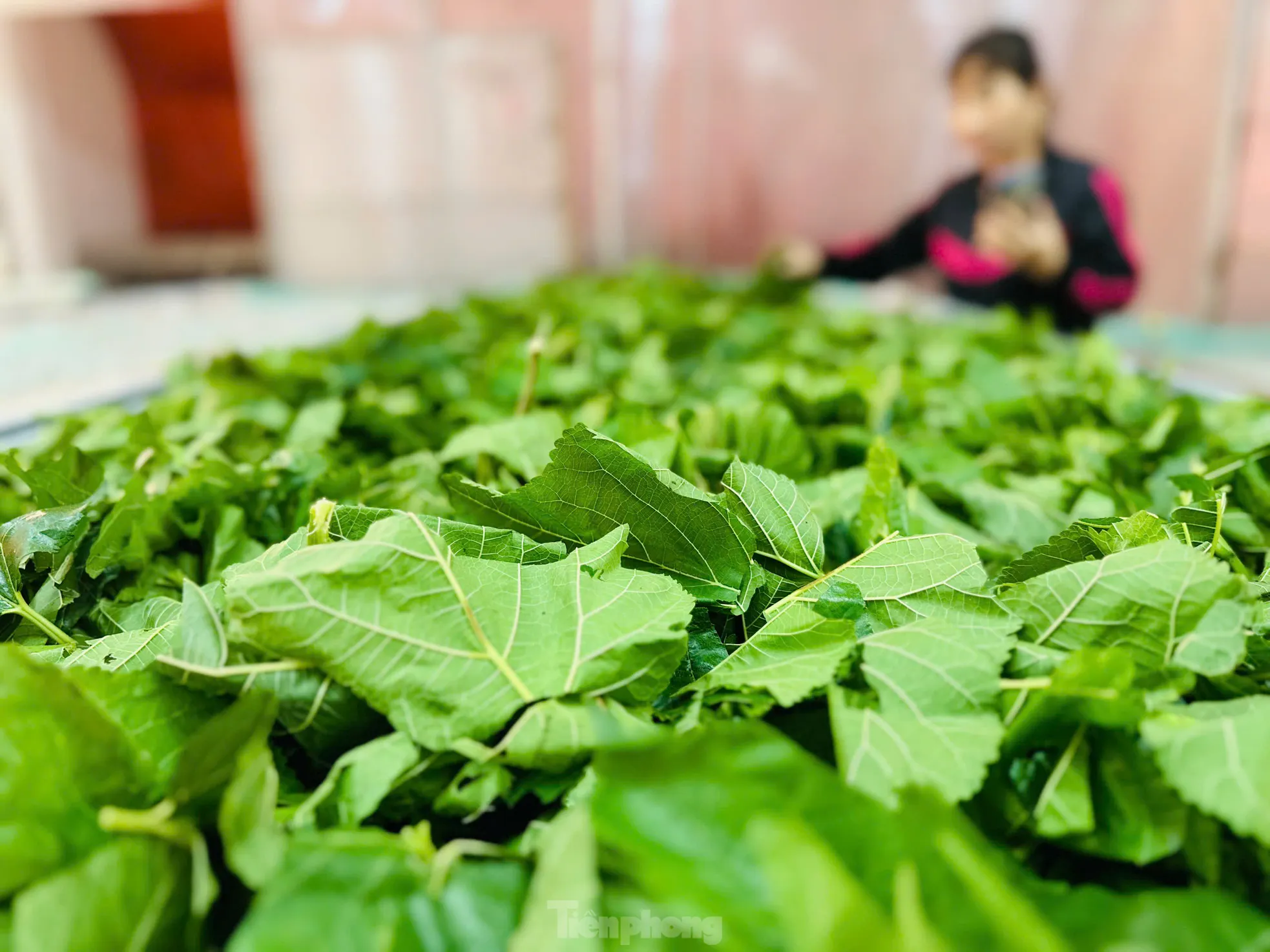 Công tác vệ sinh và khử khuẩn khu vực nuôi tằm luôn được đặt lên hàng đầu và không cho phép bất kỳ sự chủ quan nào. Bởi chỉ cần lơ là một chút sẽ ảnh hưởng đến cả lứa tằm. Dâu để nuôi tằm cũng được nuôi trồng tự nhiên, khi cắt từ ruộng về sẽ thuê người cắt nhỏ cho tằm ăn, anh Cường chia sẻ.