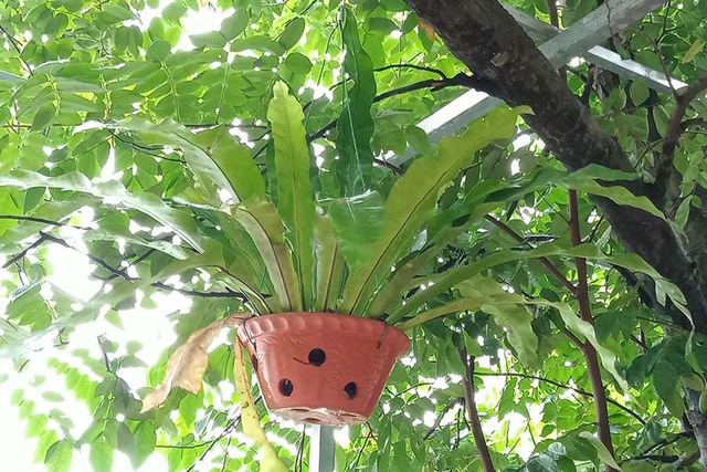 Cây ổ phụng cũng mang ý nghĩa mạnh mẽ, kiên cường và bền bỉ, có khả năng vượt qua khó khăn, thử thách.