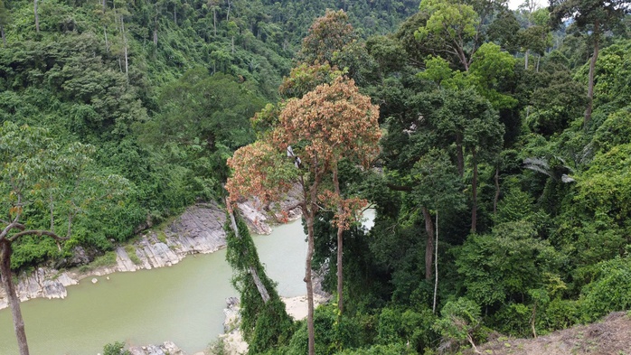 Cả ngàn người ở Đà Nẵng vào rừng nhặt thứ hạt rơi từ trên trời xuống, thu tiền triệu - 5