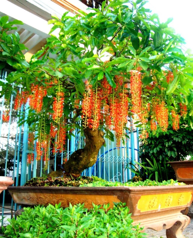 Cây lộc vừng tạo ra không gian yên bình, an toàn và có khả năng xua đuổi những điều không may mắn.