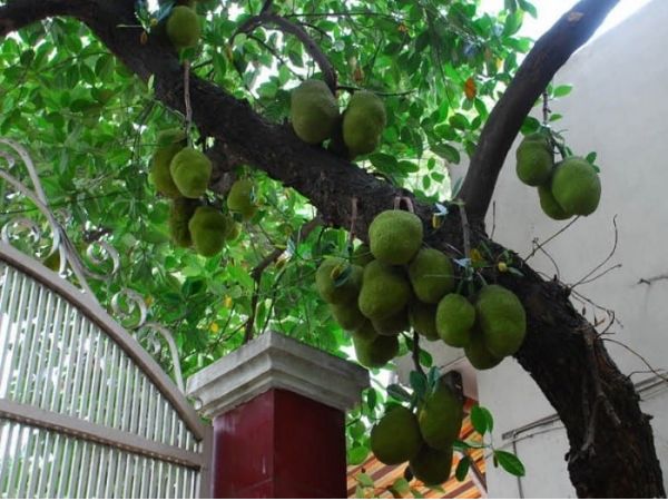 Đây là lý do không nên trồng mít trước nhà, người buôn bán làm ăn càng tránh xa càng tốt