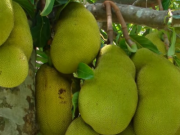 Nhà đẹp - Đây là lý do không nên trồng mít trước nhà, người buôn bán làm ăn càng tránh xa càng tốt