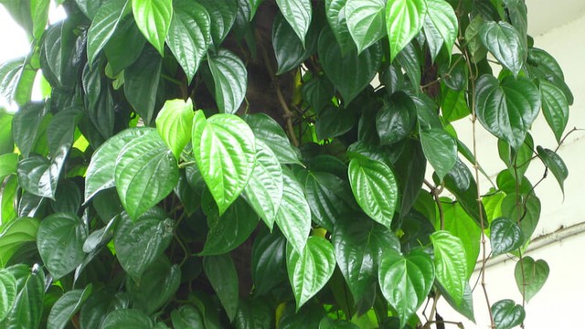 Tránh đặt cây trầu trong phòng làm việc hoặc phòng ngủ vì có thể ảnh hưởng đến sức khỏe và tập trung của gia chủ.