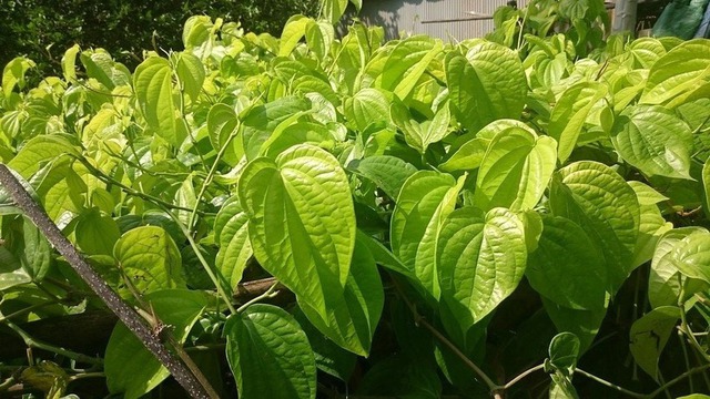 Đặt cây trầu không ở vị trí này trong nhà để mang lại may mắn cho sự nghiệp và bình yên cho ngôi nhà