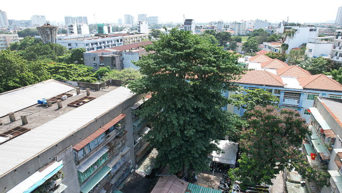 Cây gòn cao 20 m nguy cơ ngã vào nhà dân, sáng 25/7. Ảnh: Đình Văn