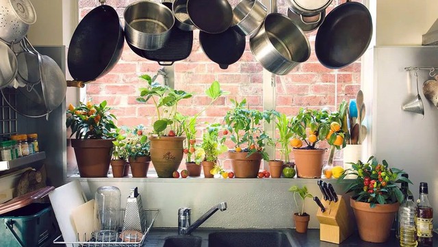 Trong bếp nên trồng những loại cây dễ sống, có thể chịu được nhiệt, thanh lọc được mùi.