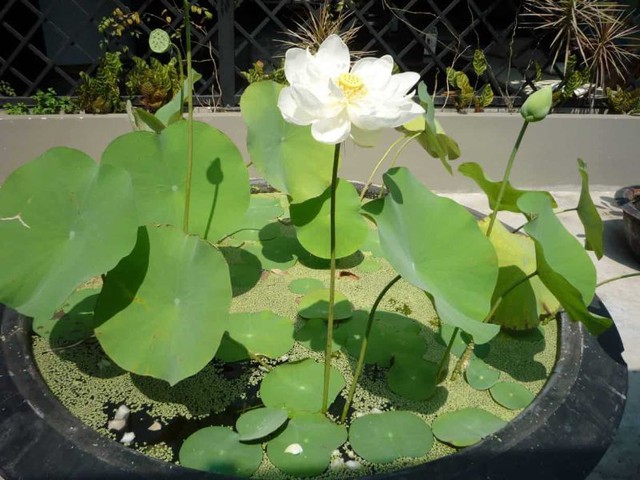Cách trồng hoa sen trong chậu tại nhà đơn giản để ra hoa rực rỡ