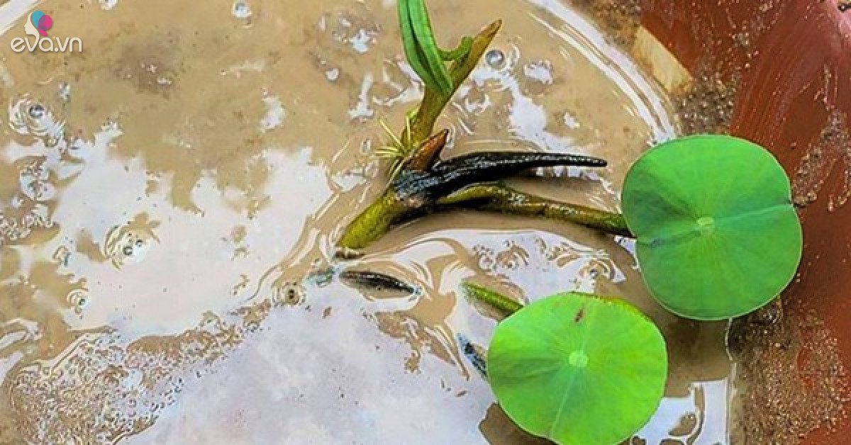 Cách trồng hoa sen trong chậu tại nhà đơn giản để ra hoa rực rỡ