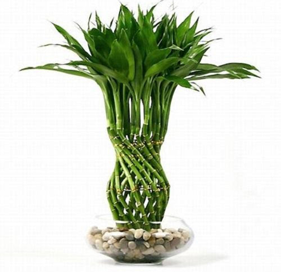 Người tuổi này nếu trong nhà có cây trúc phát tài, công việc thăng tiến, tiền bạc của cải phất lên như diều gặp gió