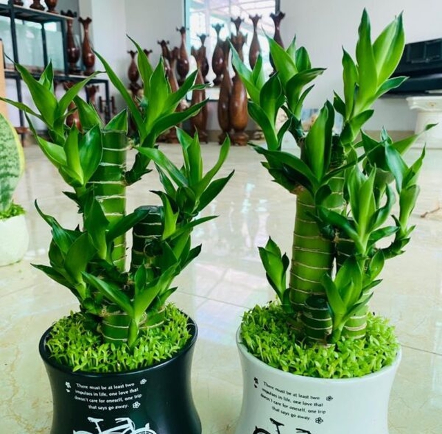 Giữ cây này như một vật trang trí trong nhà hoặc văn phòng trong khi thu hút vận may.