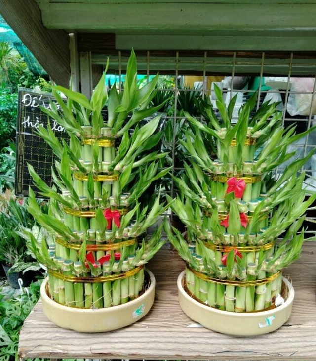 Đặt một vài thân trúc vào chậu và buộc chúng bằng một dải ruy băng đỏ như một biểu tượng của sự may mắn.