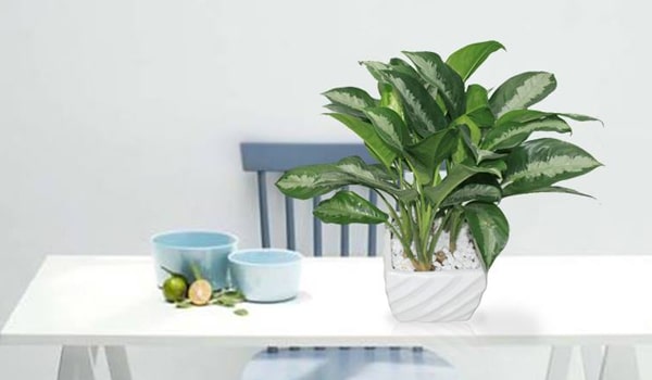 Trong đời sống hàng ngày, cây giữ tiền thường được sử dụng như một món quà ý nghĩa để tặng nhau trong dịp khai trương, tân gia hoặc các sự kiện quan trọng.