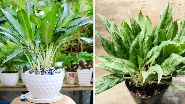Cây thích ánh sáng tự nhiên nhưng không nên đặt trực tiếp dưới ánh nắng gay gắt. Đặt cây ở nơi có ánh sáng dịu nhẹ để cây phát triển tốt.