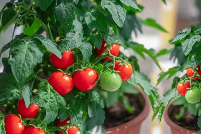 Trồng cà chua sâu dưới đất đồng nghĩa với việc có thêm rễ, cây sẽ ổn định hơn và khả năng hấp thụ nước và chất dinh dưỡng tốt hơn.