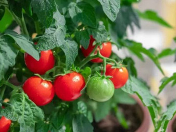 Sai lầm bạn cần tránh khi trồng cà chua để cây ra nhiều quả