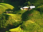 Bản Ý Linh Hồ vào mùa lúa ngả vàng, đẹp mê hoặc lôi cuốn du khách