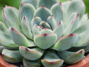 Nhà đẹp - Cây cảnh phong thủy phòng lãnh đạo mệnh Thổ giúp bình an, thăng tiến