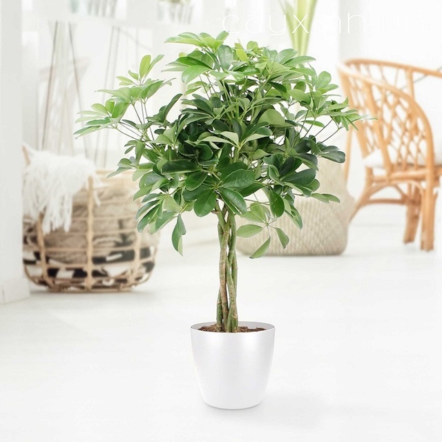 Cây giúp mang may mắn, tài lộc về với gia chủ và gia đình. Trồng cây trong nhà vừa giúp làm đẹp không gian vừa mang may mắn, tài lộc.