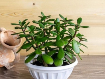 Cây cảnh phong thủy phòng lãnh đạo cho người mệnh Mộc