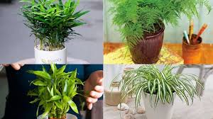 Cây cảnh phong thủy phòng lãnh đạo cho người mệnh Thủy, giúp bình an, thịnh vượng