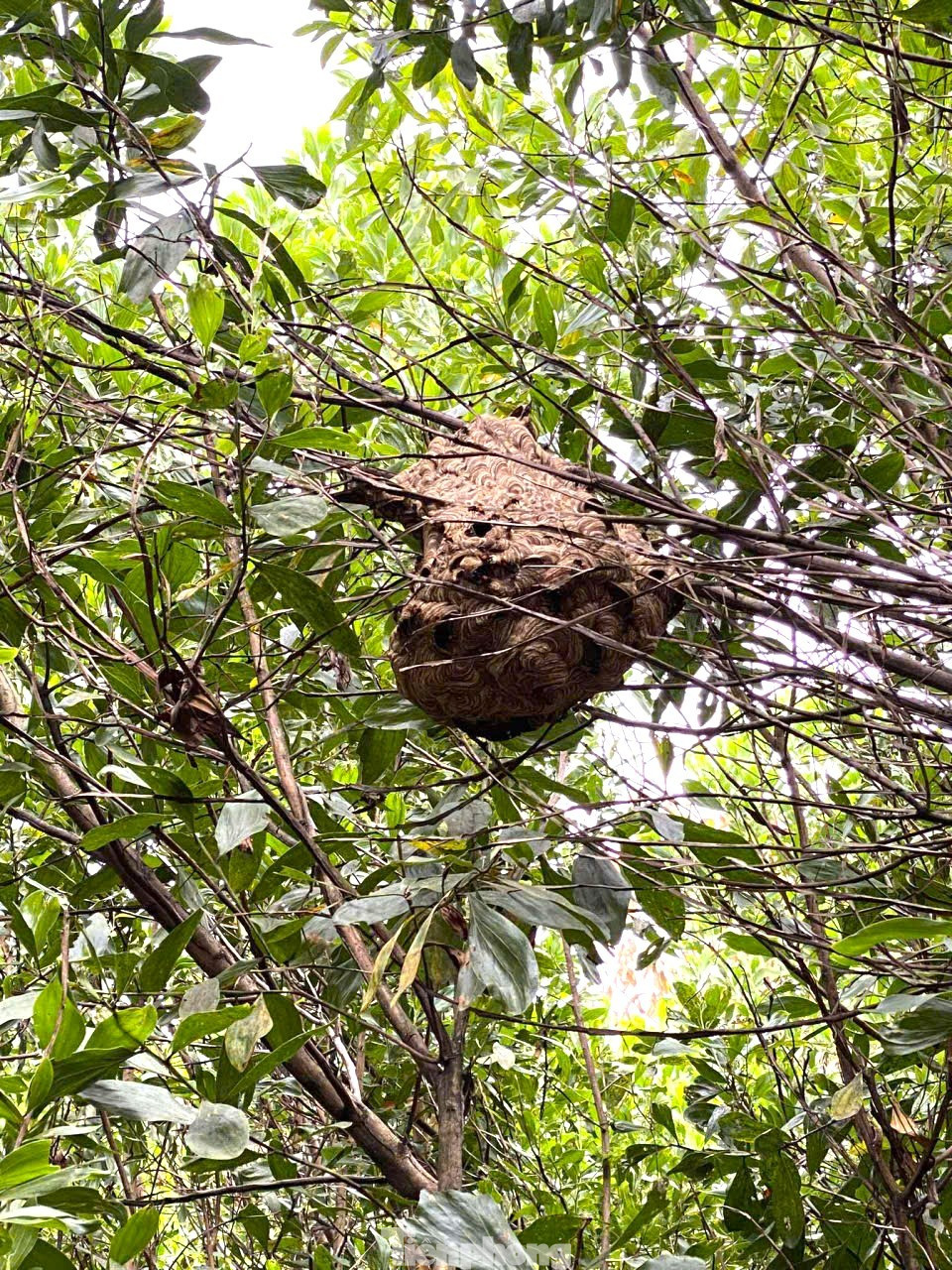 Nhộng ong bò lúc nhúc “gây sốt” trên bàn ăn - 3