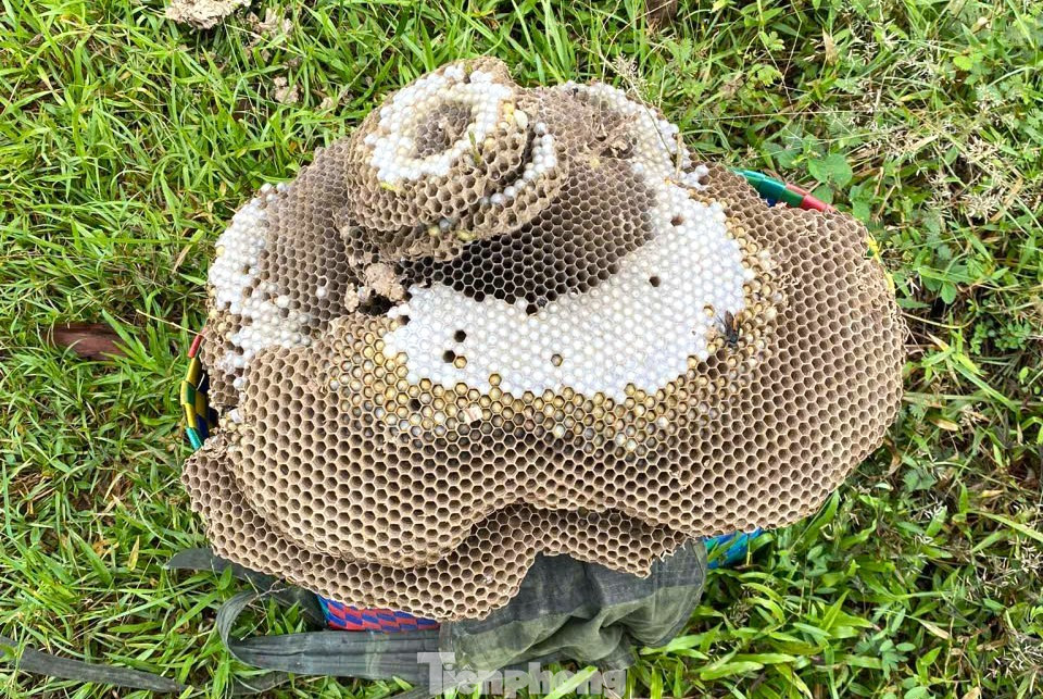 Nhộng ong bò lúc nhúc “gây sốt” trên bàn ăn - 9