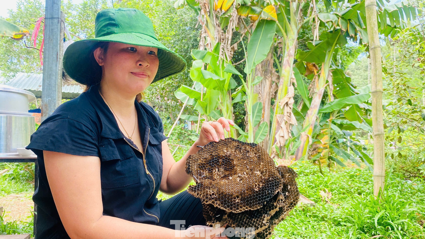 Chị Thanh Xuân (xã Nông Sơn, TP Đà Nẵng) cho hay tổ ong sau khi mang về sẽ được đốt, cắt tầng và lấy nhộng bên trong ra. Tổ càng to, nhiều tầng thì càng nhiều nhộng.