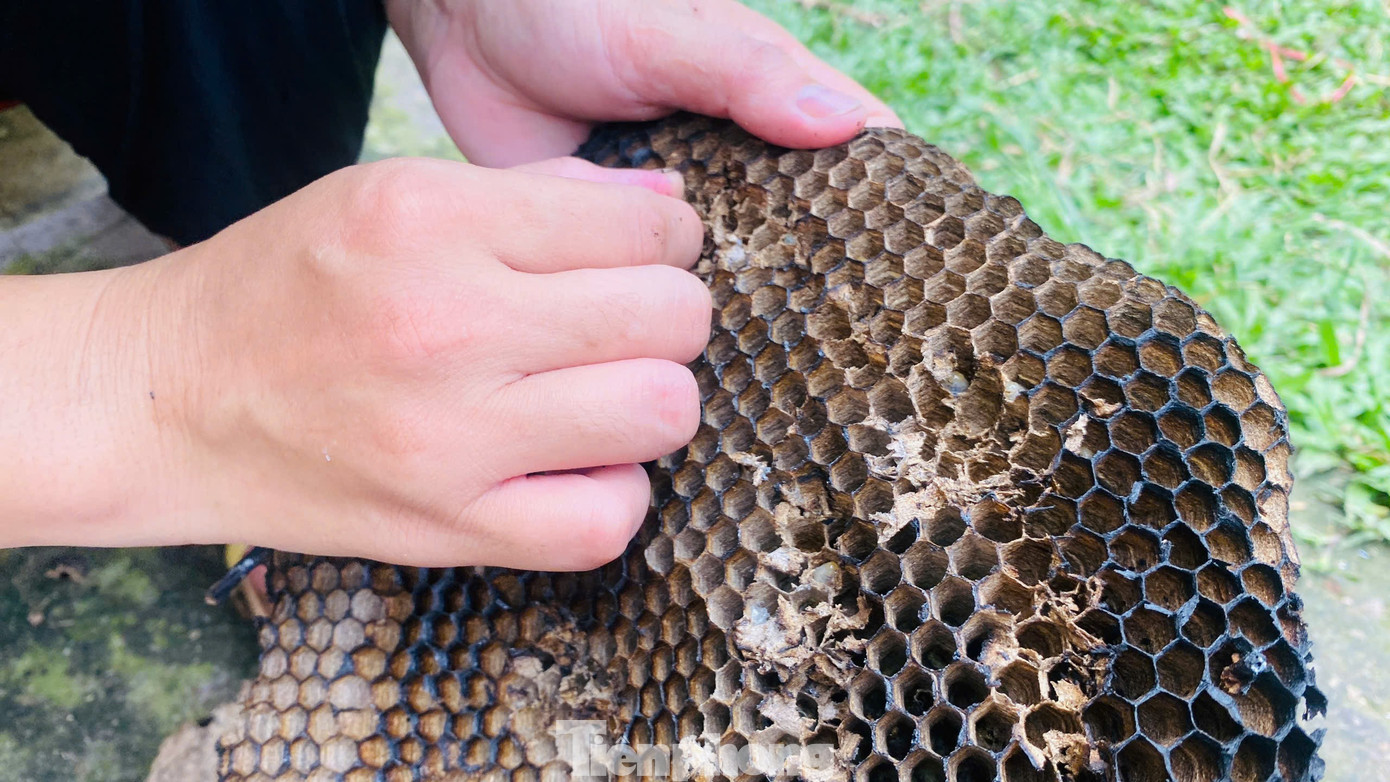 Nhộng ong bò lúc nhúc “gây sốt” trên bàn ăn - 7