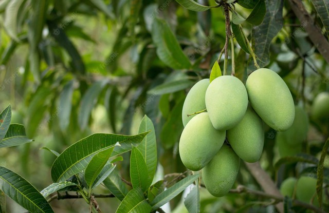 Xoài là loài cây nhiệt đới thích hợp trồng ở Việt Nam (ảnh sưu tầm).