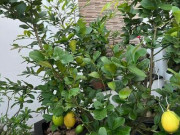 Nhà đẹp - Trồng loại cây này ở nhà, vừa cho quả ăn, vừa chiêu tài lộc