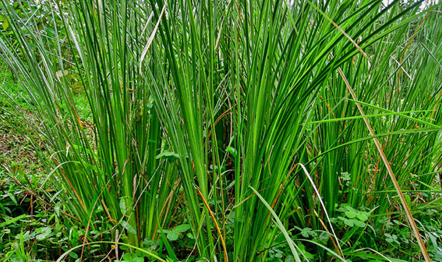 Cỏ vetiver nổi tiếng với hệ rễ cực kỳ phát triển, ăn sâu vào lòng đất, có khả năng ổn định đất, ngăn ngừa xói mòn và đặc biệt là hấp thụ các kim loại nặng.