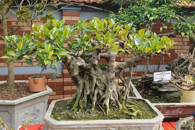 Đặt cây đa cảnh tại vị trí này ngăn chặn các năng lượng tiêu cực xâm nhập, đồng thời thu hút vượng khí vào nhà