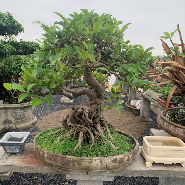 Đặt cây đa cảnh ở trước cửa nhà hoặc cổng chính không chỉ giúp tạo ấn tượng mạnh mẽ mà còn được coi là bảo vệ ngôi nhà.