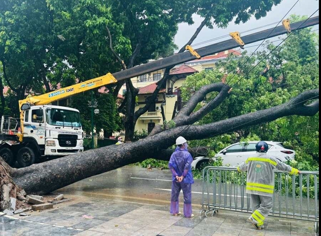 Cây xà cử đổ đè bẹp ô tô đang di chuyển