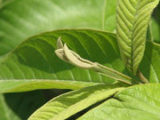 Sức khỏe - 5 lợi ích sức khỏe từ thói quen nhai lá ổi buổi sáng