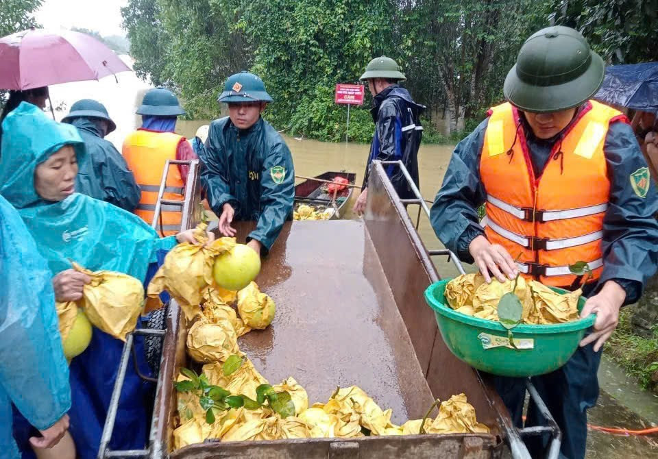 Ông Trần Xuân Tỵ - Trưởng thôn Phú Lễ, xã Phúc Trạch cho biết, toàn thôn có tổng 40 ha bưởi, tuy nhiên hiện có nhiều ha đã bị ngập nước lũ, có vườn ngập hơn 1,5 m. “Khi nước bắt đầu dâng, bà con đã nhanh chóng dùng thuyền ra vườn để hái, bởi nếu để ngâm nước lũ quá lâu quả sẽ úng, thối rụng hàng loạt. Đến chiều nay, người dân đã thu được khoảng 50% sản lượng”, ông Tỵ nói.
